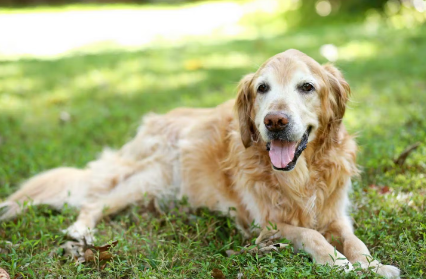 강아지 영양제 구입 시 주의점.