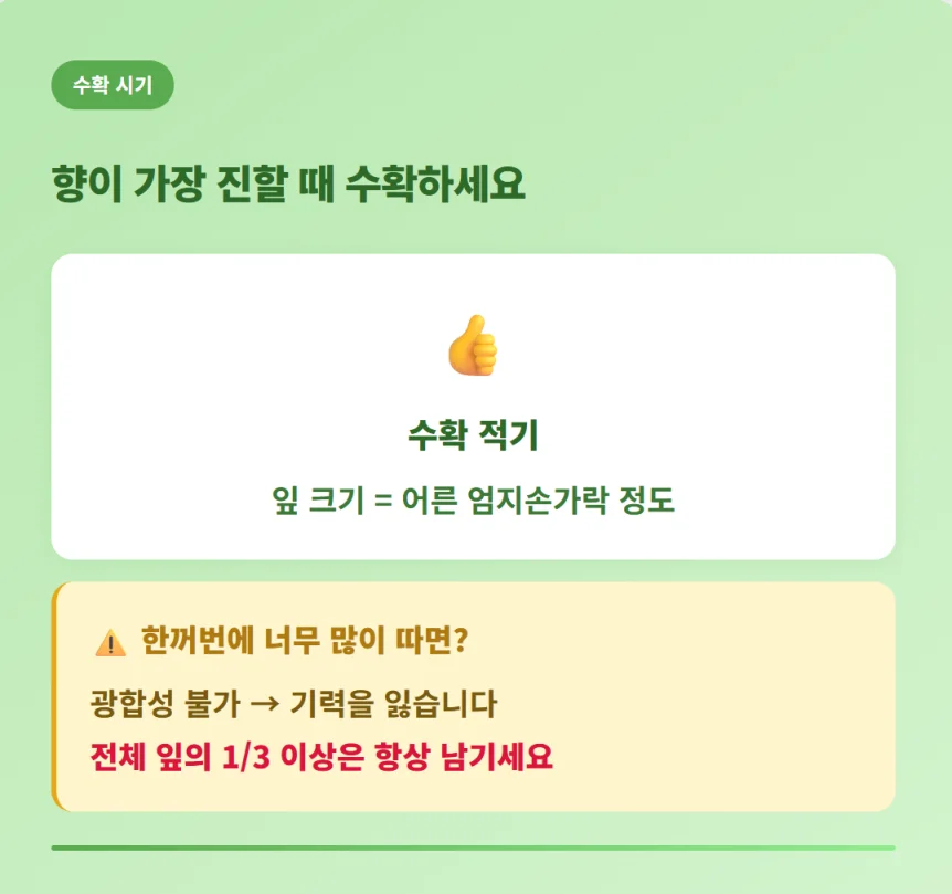 "향이 진한 적기인 잎 크기 확인법과 기력을 잃지 않게 잎을 남기는 바질 수확 노하우"