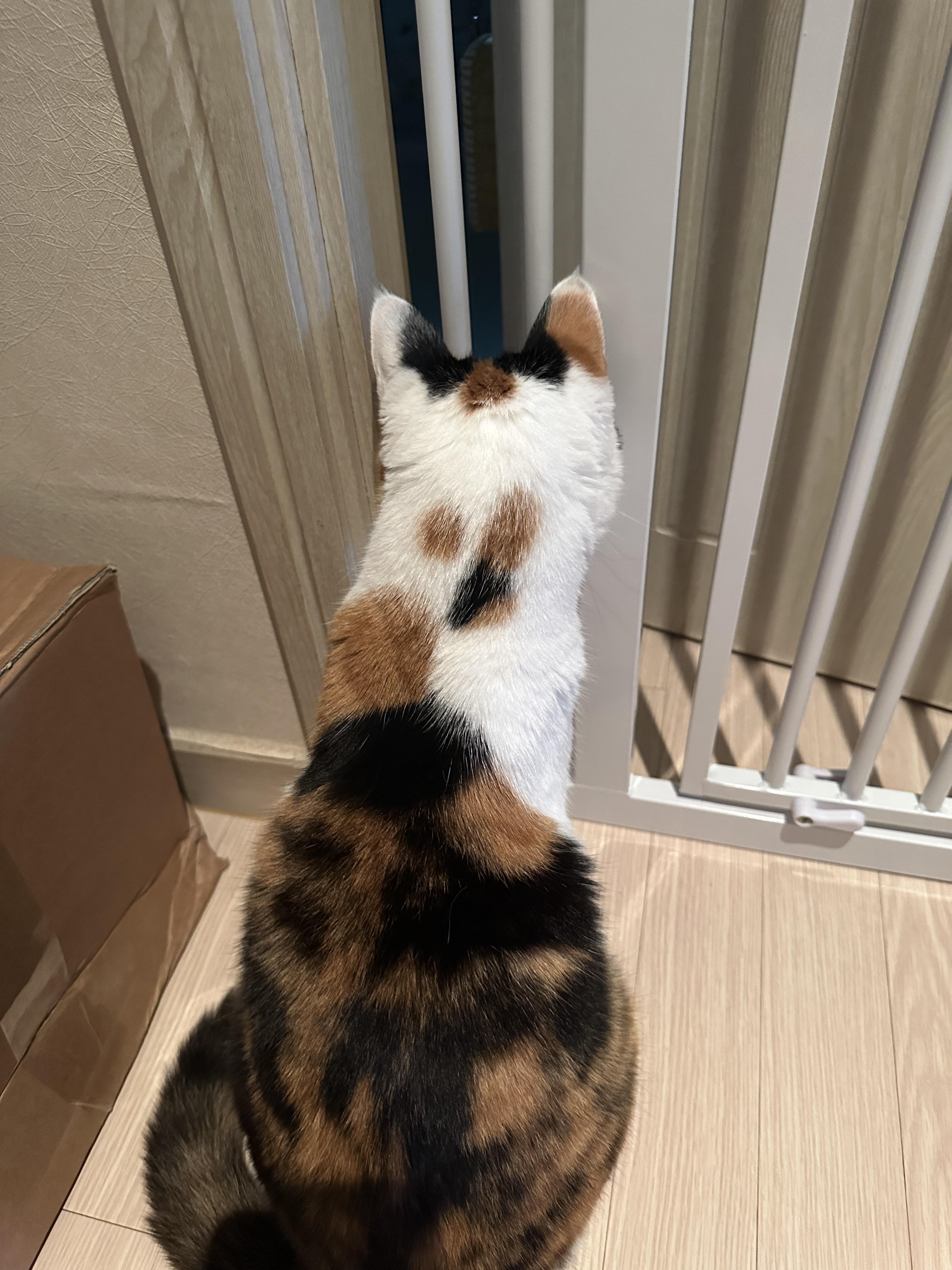 삼색이고양이_냥통수