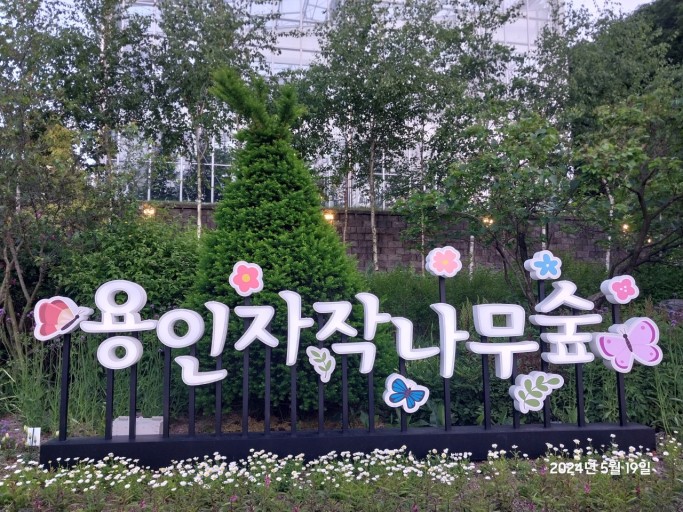 용인 자작 나무숲