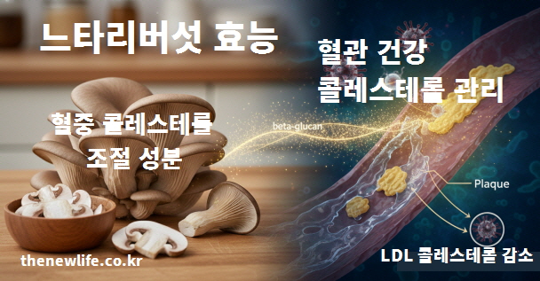 느타리버섯의 성분이 혈관 내 LDL 콜레스테롤 감소를 도와 혈관 건강을 개선하는 효능을 시각화한 그래픽 이미지