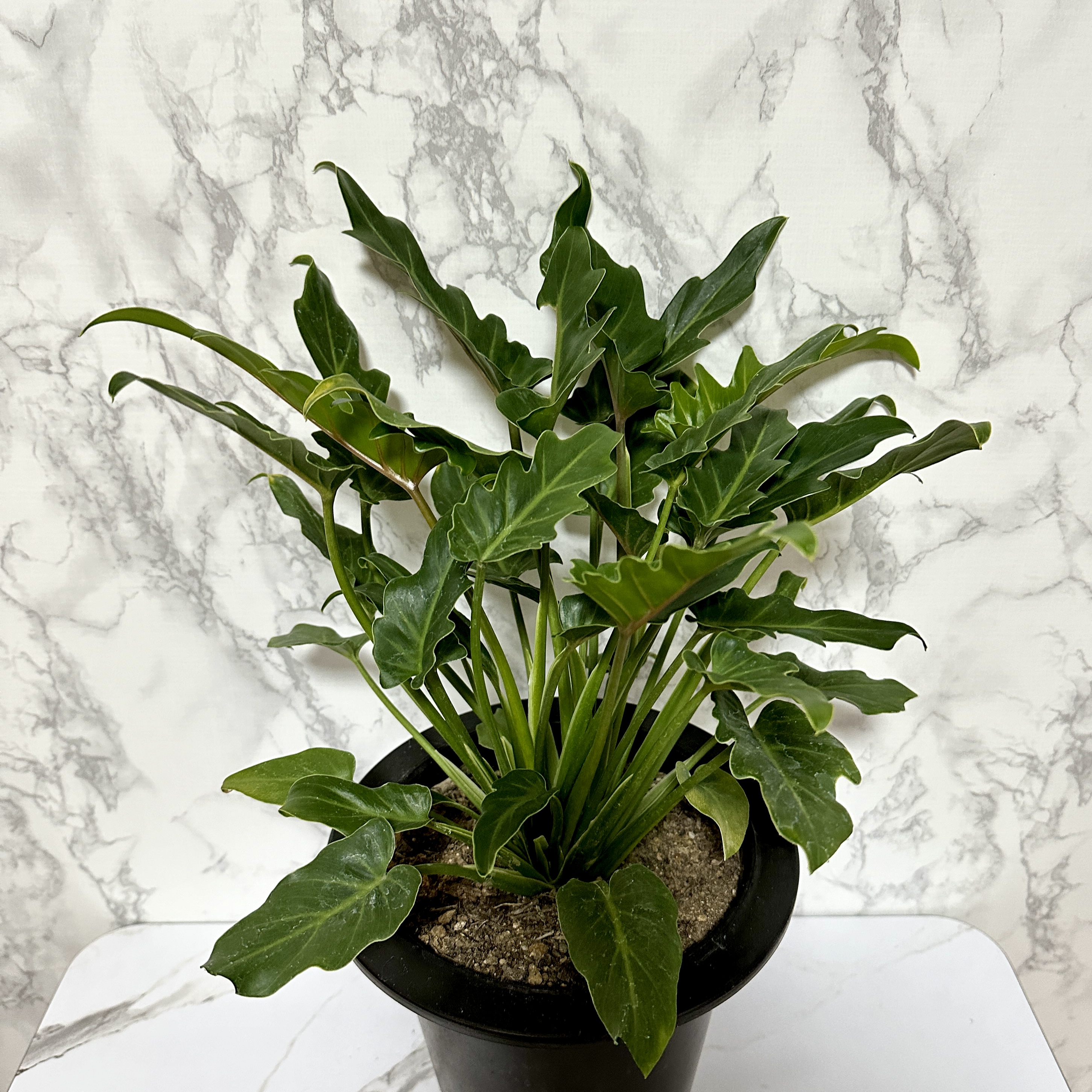 인테리어 식물 셀렘 키우기 공기정화식물