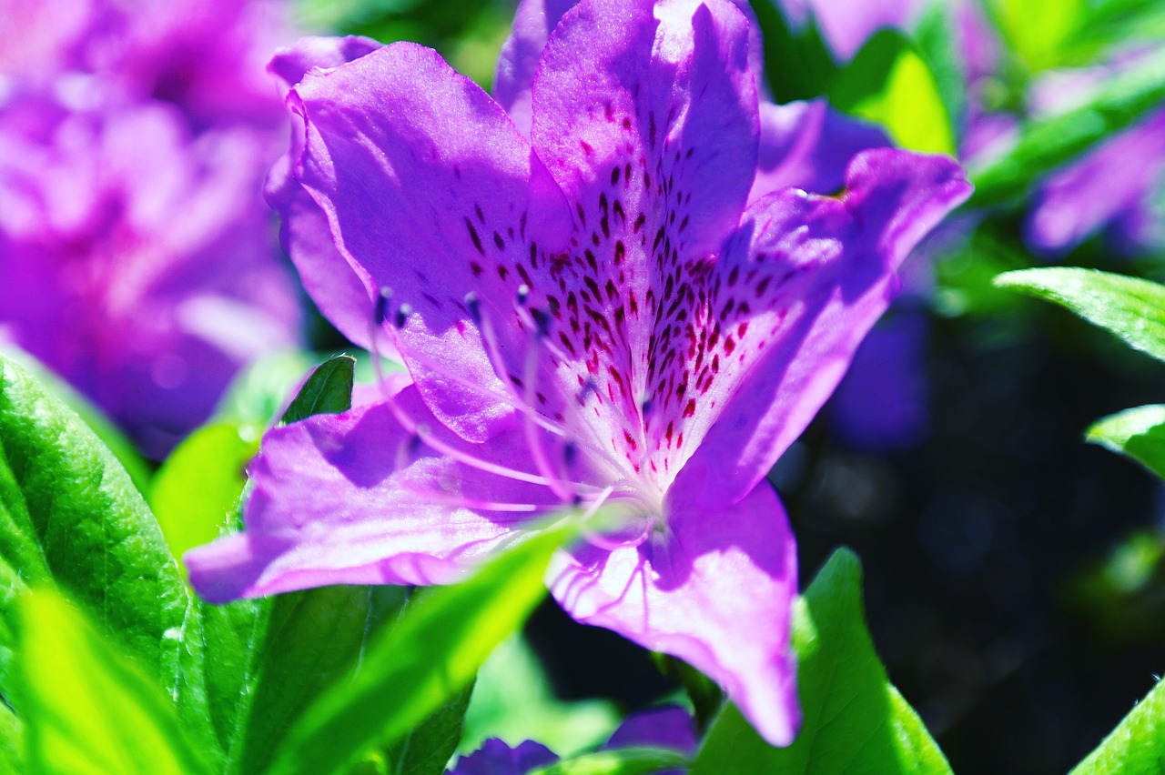 출처-픽사베이 군포 철쭉동산 개화 정보 관람 가이드 철쭉축제와 인생샷 명소 총정리