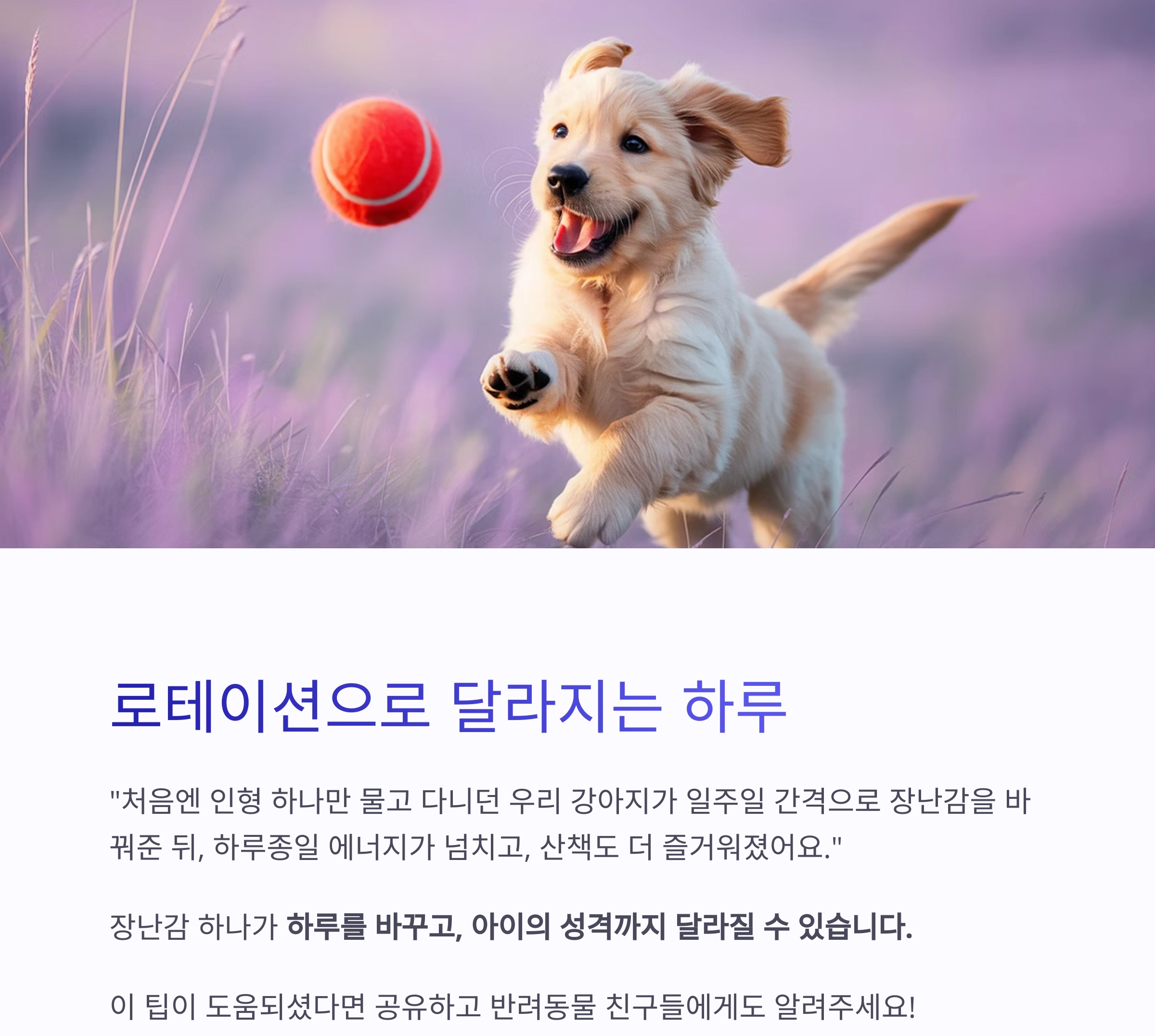 반려동물 장난감, 1주일 단위로 바꿔줘야 하는 이유