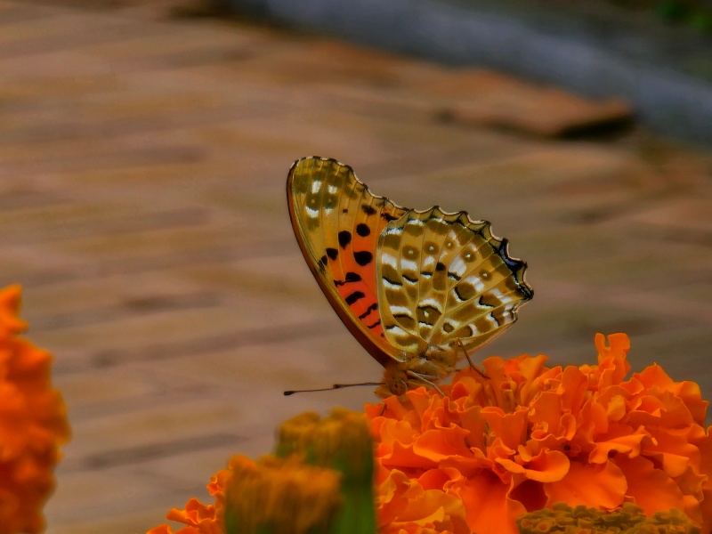 꽃에-앉아잇는-나비모습