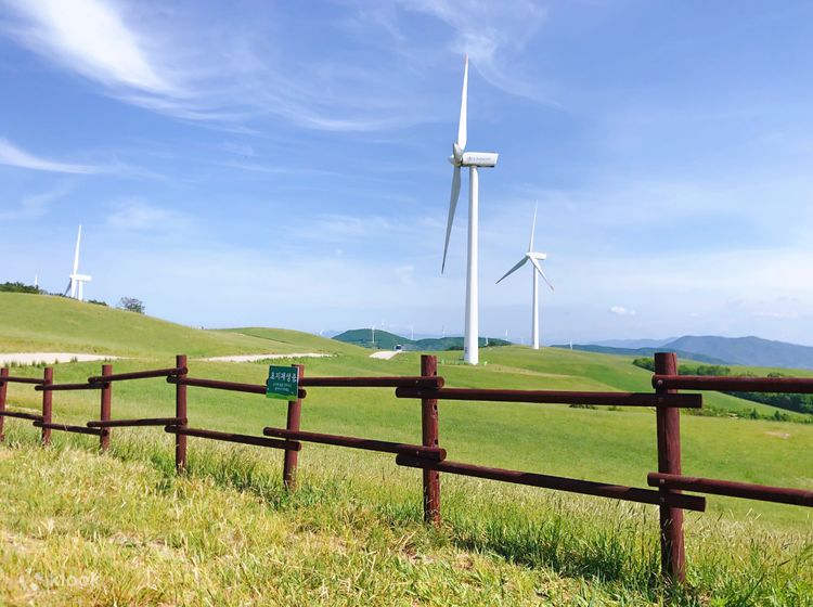대관령 삼양목장의 아름다움: 한국의 숨겨진 고산 낙원