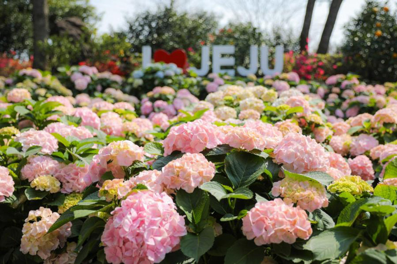 휴애리 여름 수국 축제