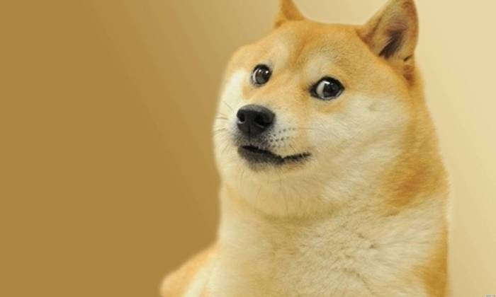 Doge Dog