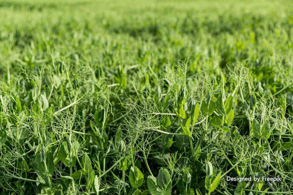 완두콩 심는 시기