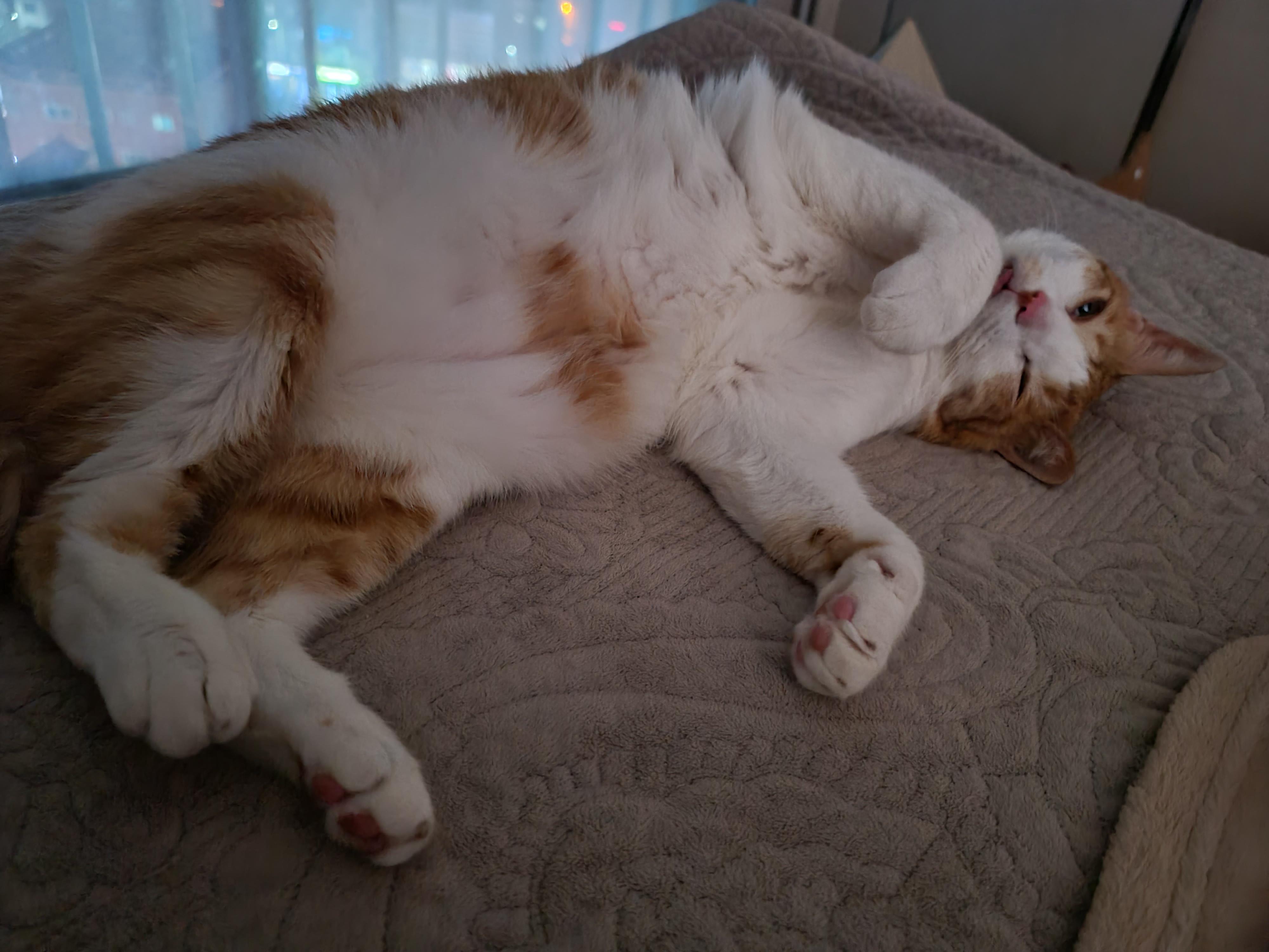 잘때도 귀여운 고양이 막둥이 (feat. 자이언트베이비 삐용)