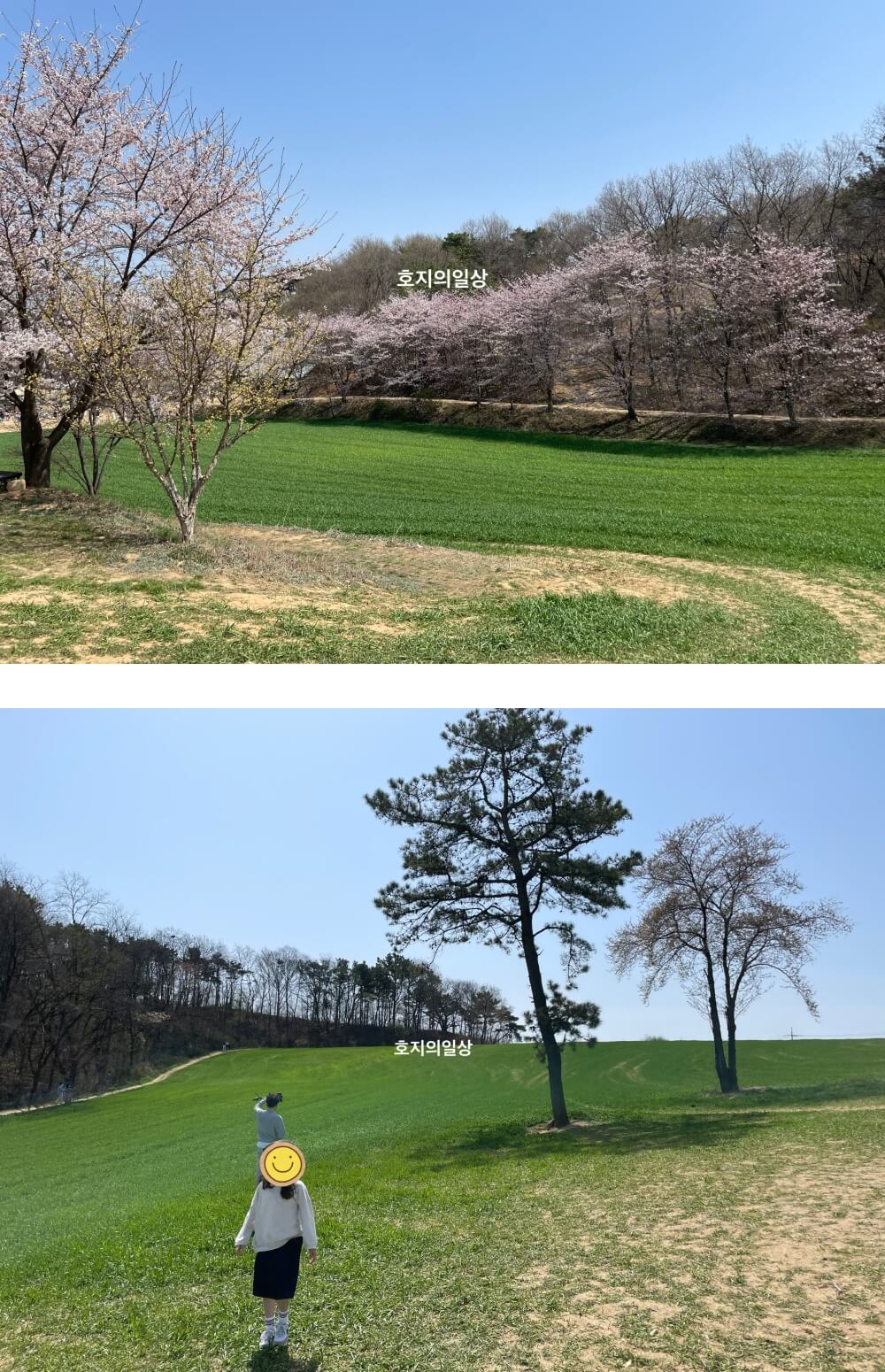 당진 카페 피어라 - 잔디밭 같은 청보리밭