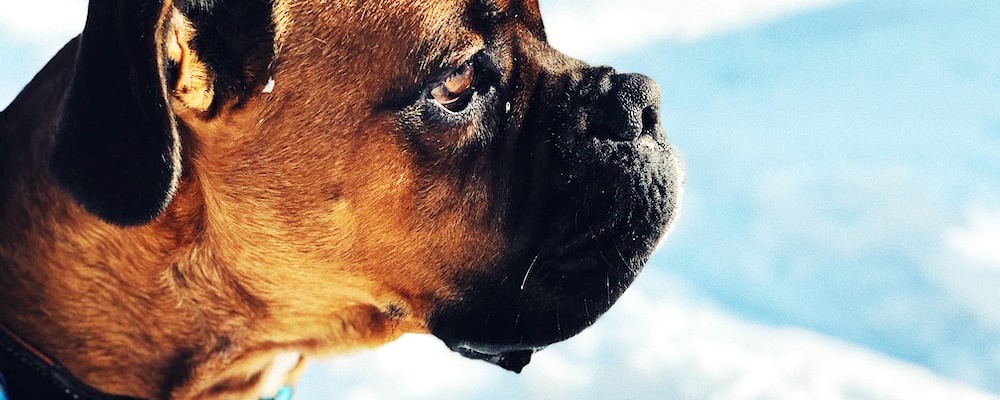 개싸움 말리는 방법 3