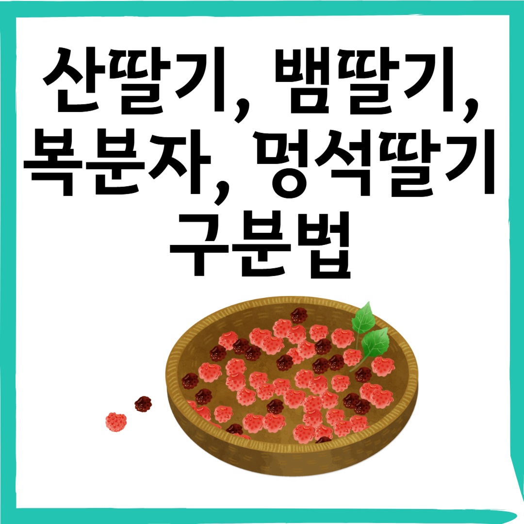 산딸기, 뱀딸기, 복분자, 멍석딸기 구분법 총정리