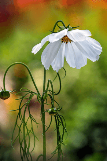 병든 식물 살리는 법, 시들어 죽어가는 코스모스