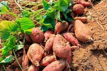 중부지방 고구마 수확시기 핵심 체크_14