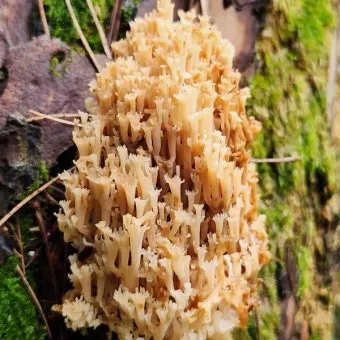 싸리버섯 효능 종류 채취시기 제철 손질법 요리법싸리 보관방법 정리_17