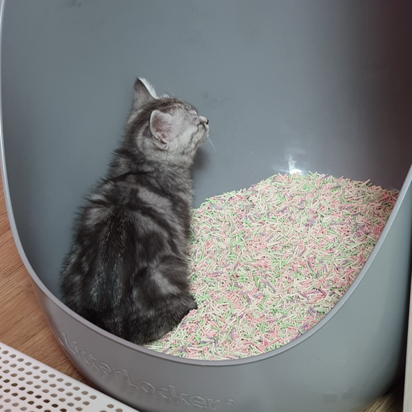 아기고양이 화장실