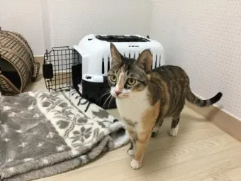 &amp;quot;고양이