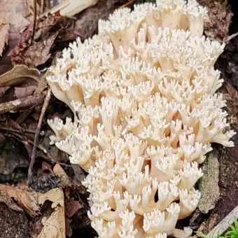 싸리버섯 효능 종류 채취시기 제철 손질법 요리법싸리 보관방법 정리_15