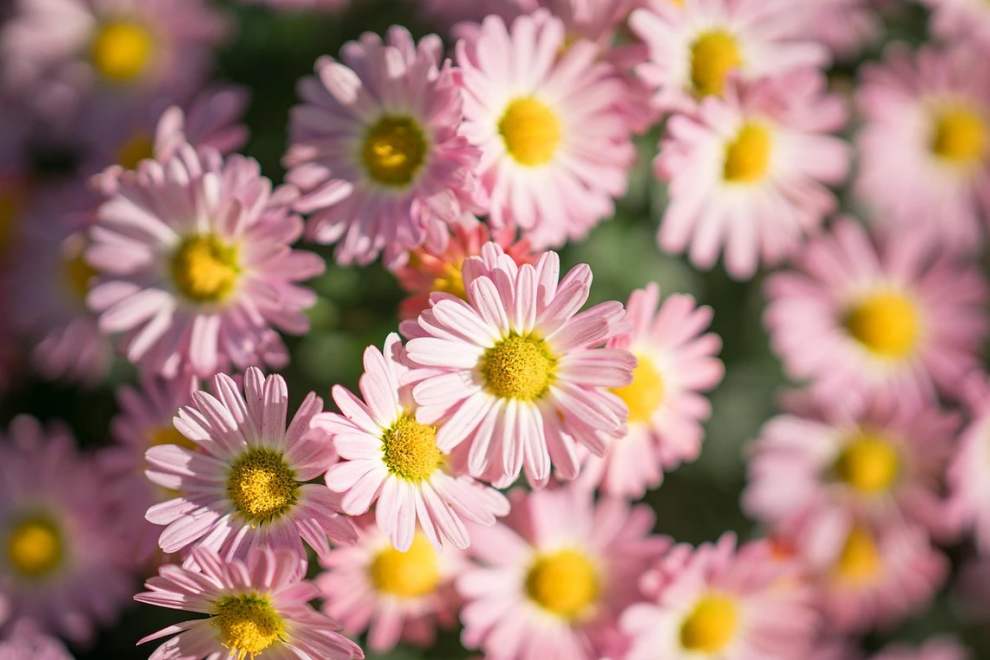 한림공원 부겐빌레아 축제