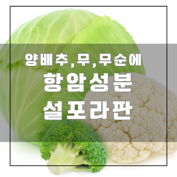항암성분 설포라판
