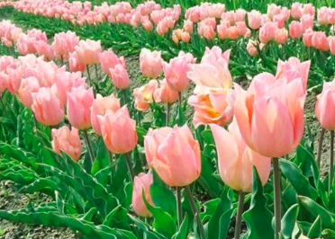 Apricot Beauty Tulip