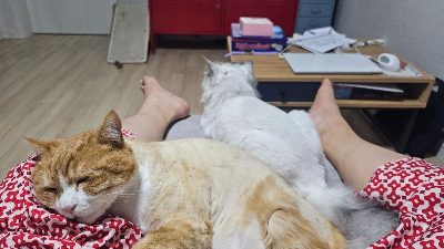 냥이들과 살면서 다시 본 집안 환경, 노묘에게 편한 집은 따로 있었습니다