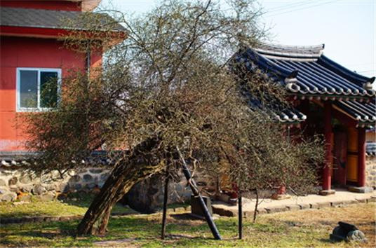 석성동헌 탱자나무