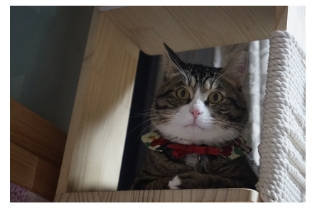 반려동물과 함께 사는 작은 집 인테리어 팁