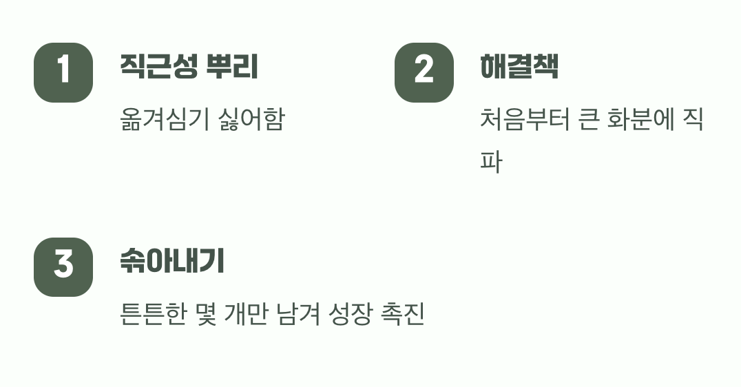 초보자의 가장 큰 실수, 옮겨심기는 싫어해요