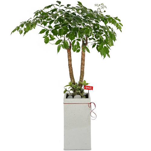 개업 축하 화분 해피트리