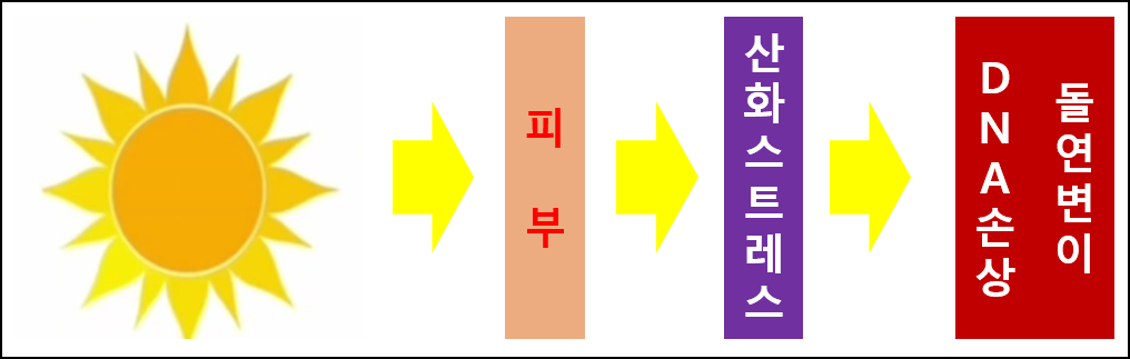 탈모두피