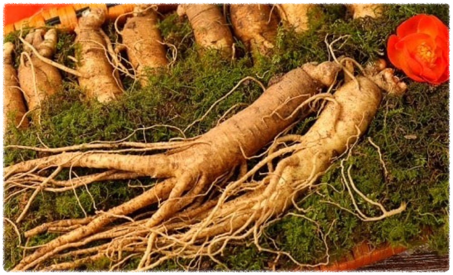 설날 선물 추천