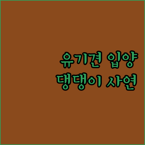 유기견 입양 후기 우리집 강아지, 댕