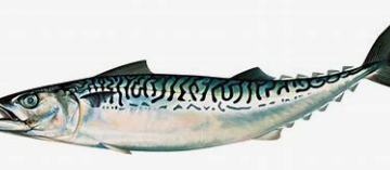 통풍에 좋은 음식