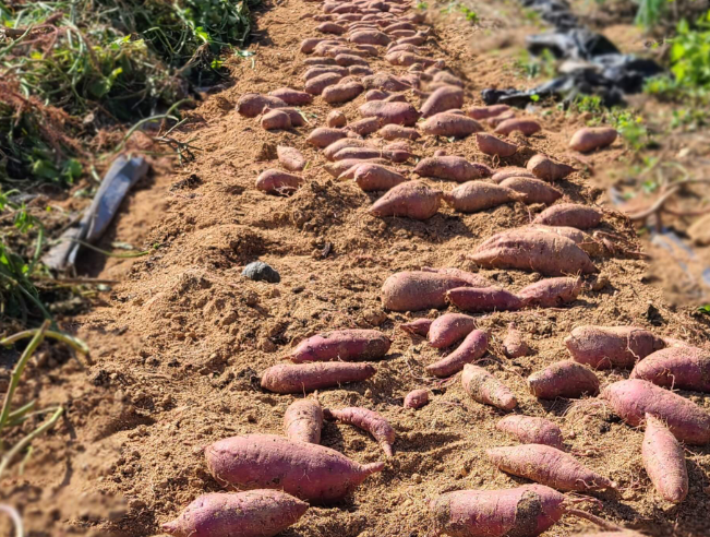 고구마수확시기 지역별 캐는 시기 모종 파종 재배 수확 저장 방법3