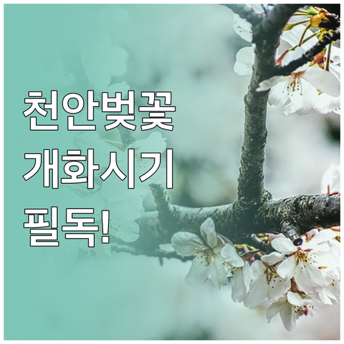 2026 천안 서북구 벚꽃 명소별 개..