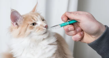 고양이 구내염/출처:어도비스톡