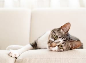소파 위에서 편히 쉬면서 이쪽을 보고 있는 고양이