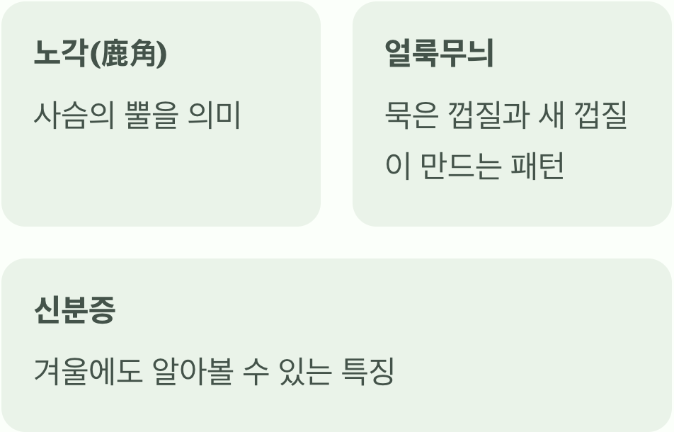 '사슴 뿔'을 닮은 나무, 이름의 비밀