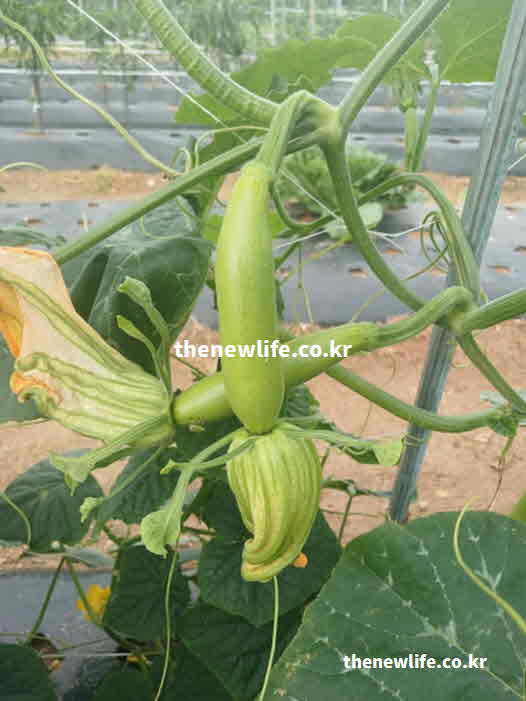 애호박 효능 유래 기원