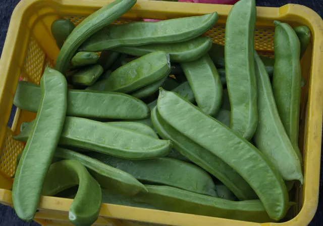 비염에 좋은 작두콩