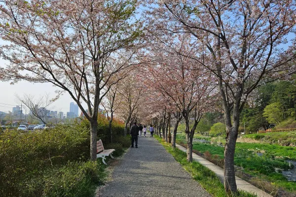 2025년 서울 벚꽃 명소 추천 (여의도 제외)