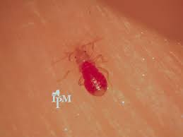 빈대 지도와 빈대맵 지도 사이트 이용하는법 빈대 예방 증상 치료법 퇴치법 총정리 방역업체 추천 빈대 살충제 제거제 추천 빈대 스팀 제품 추천