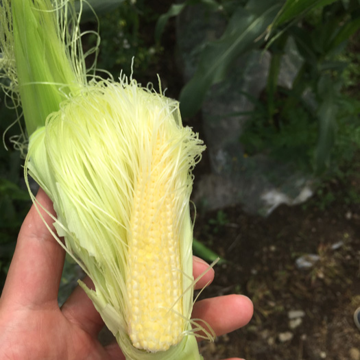 옥수수 효능 부작용 보관법