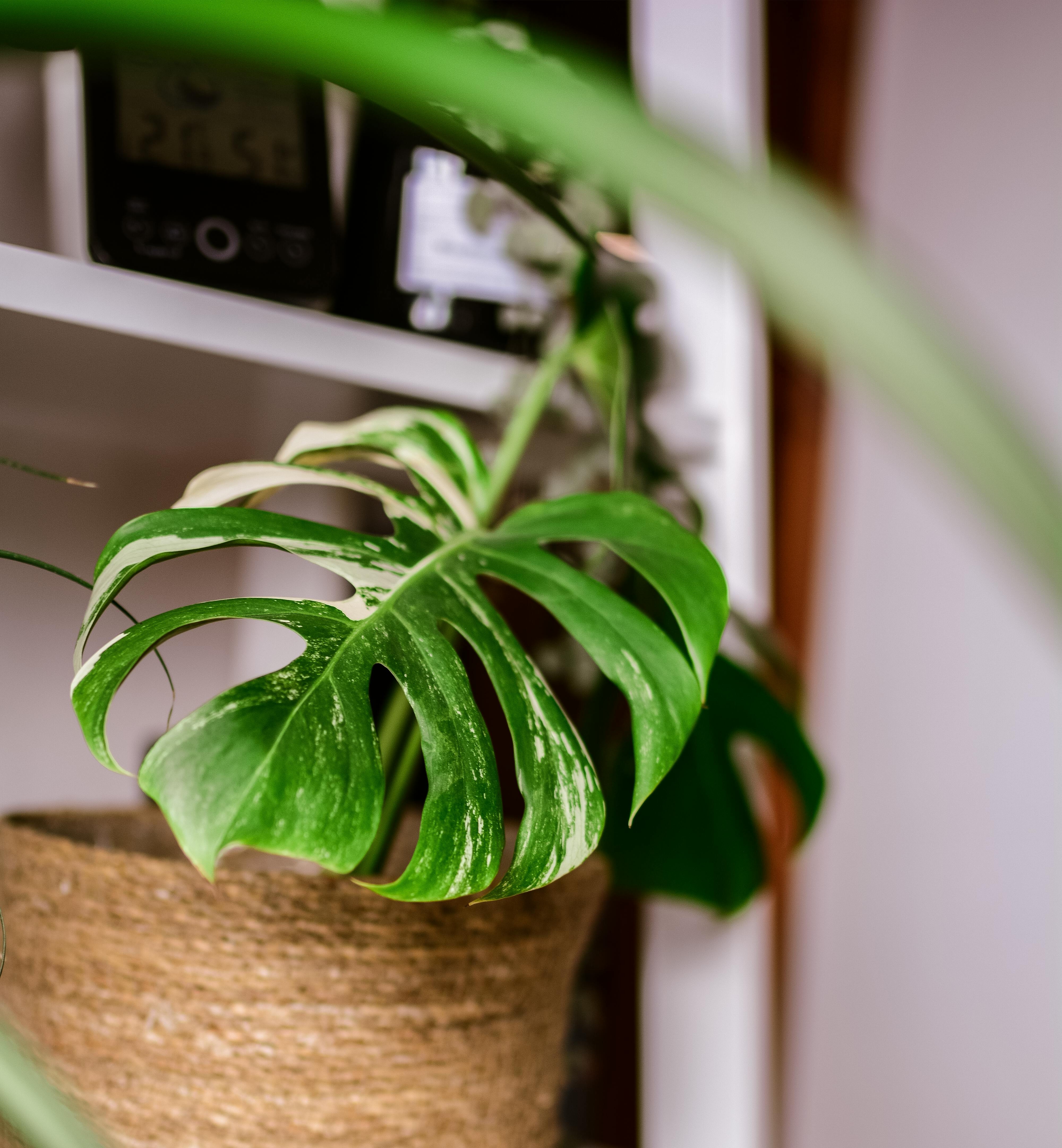 해외 희귀 식물 &ndash; 몬스테라 알보 바리에가타