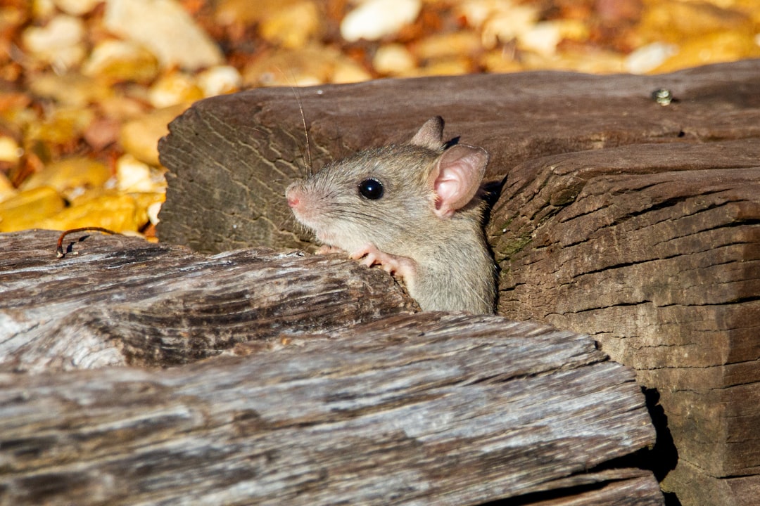 Mouse