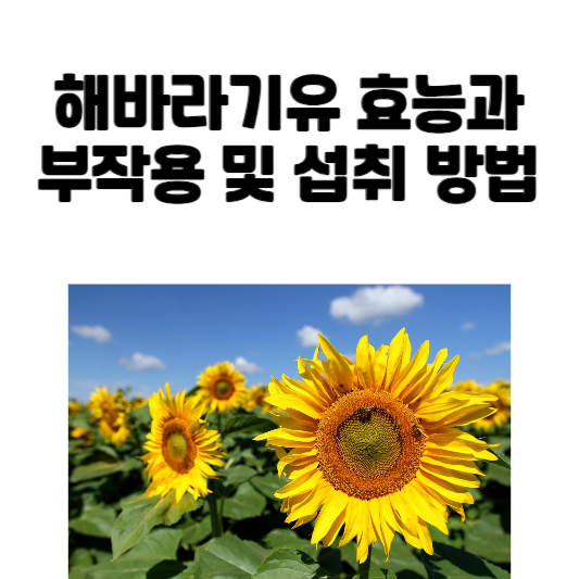 해바라기유 효능과 부작용 및 섭취 방법