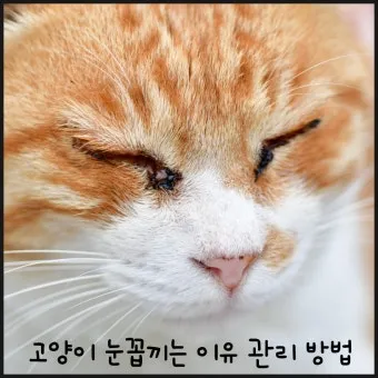 &amp;quot;고양이