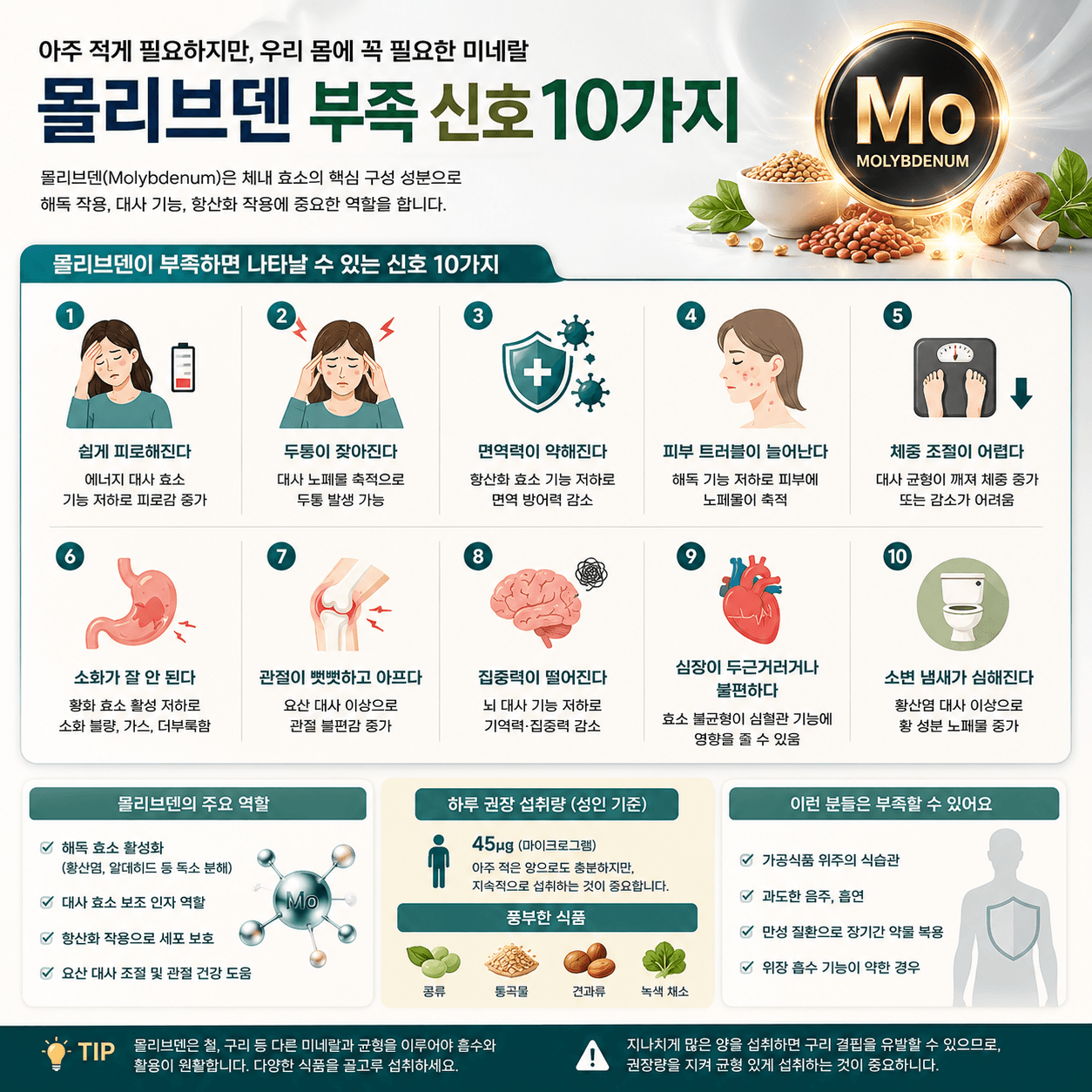 몰리브덴 부족 신호 10가지와 주요 역할, 권장 섭취량, 풍부한 식품을 한눈에 정리한 건강 인포그래픽